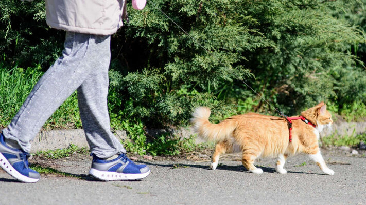 Katten aan de lijn